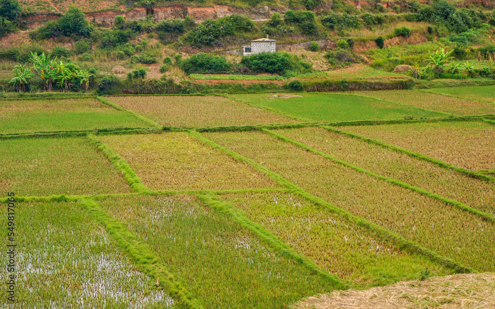 Typical landscape of Madagascar flat wet rice fields in foreground, small hills background