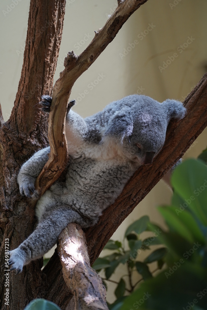 Fototapeta premium Koala Bear sleeping