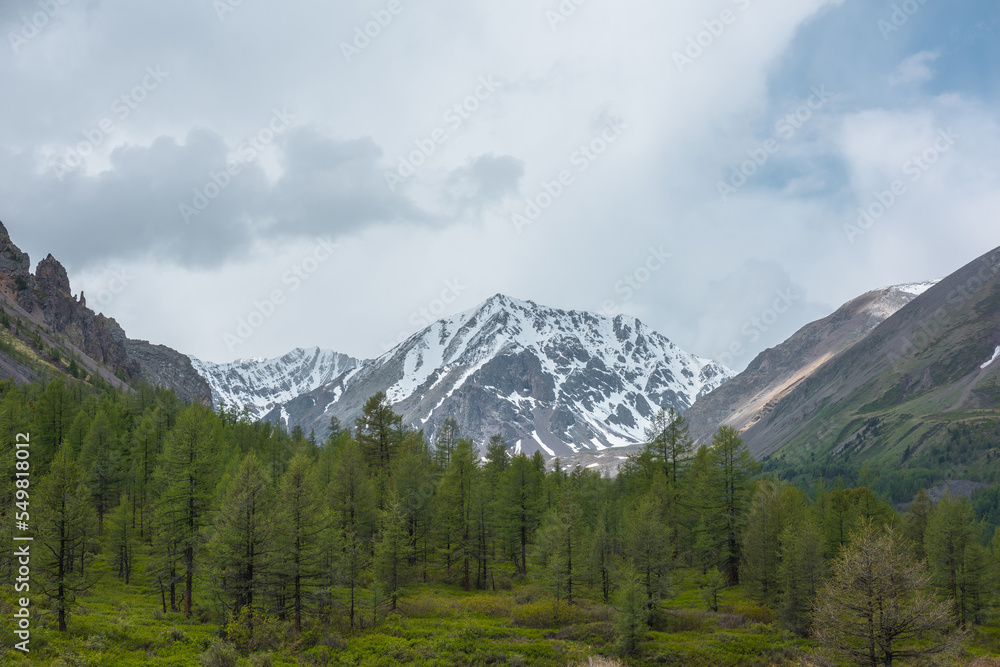 Scenic landscape with coniferous forest among high sharp rocks against snowy mountain range in sunlight under cloudy sky. Colorful view to forest valley and sunlit snow mountains at changeable weather