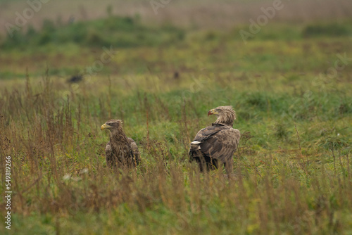 White-tailed eagle in natural environment 