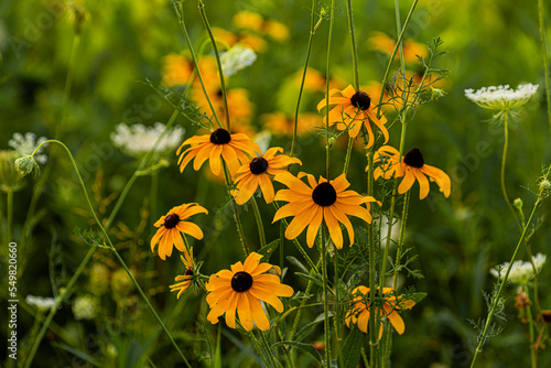 Black-eyed Susans photo