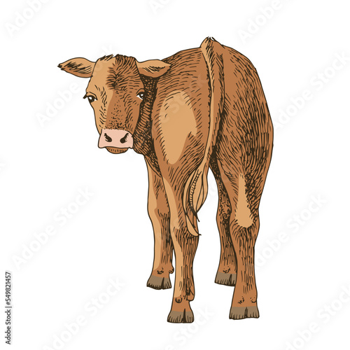 Hand drawn calf, isolated on a white background
