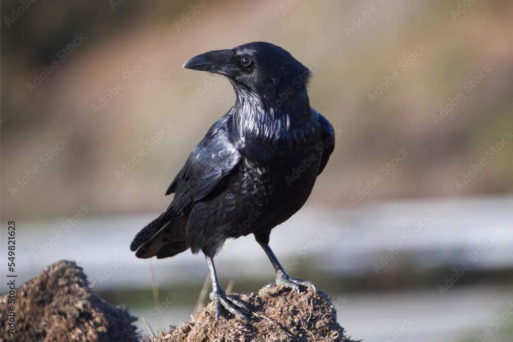 Obraz premium Portrait of a Raven surveying its territories