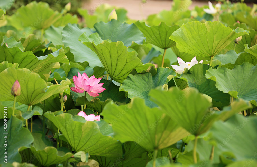 Lotus flower and lotus leaves - Royal Botanic Gardens, Sydney, Australia Lotus flower and lotus leaves - Royal Botanic Gardens, Sydney, Australia