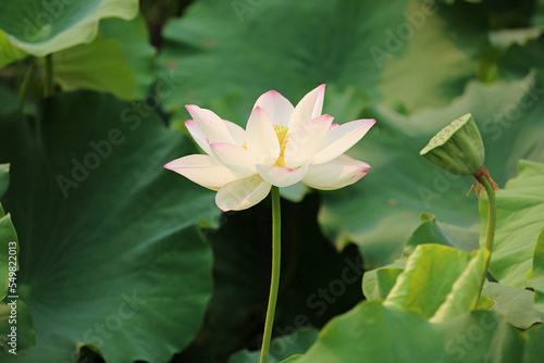 White Lotus flower - Royal Botanic Gardens  Sydney  Australia