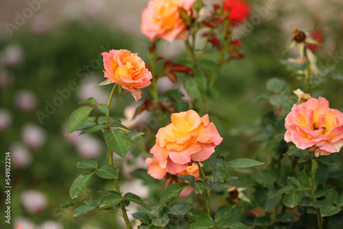 In Rose garden