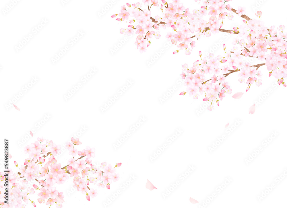 光差し込む美しく華やかな満開の薄いピンク色の桜の花ー花びら舞い散る幻想的な白バックフレーム背景素材 光差し込む美しく華やかな満開の薄いピンク色の桜の花ー花びら舞い散る幻想的な白バックフレーム背景素材