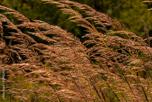 Yellow Indiangrass