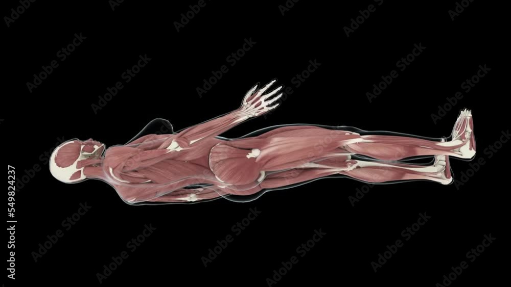 Muscular System, female, 4K animation. Camera rotation showing all the ...