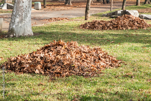 Piles of fallen dry leaves from trees in city park closeup in autumn