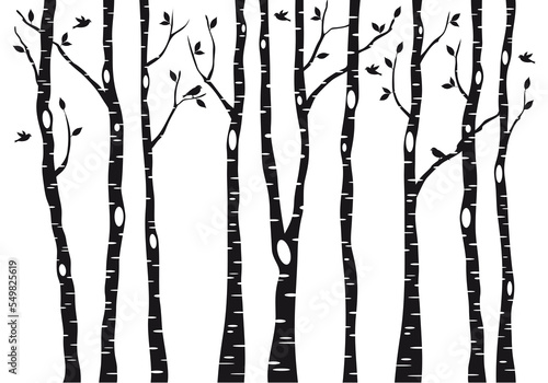 Birch tree silhouettes with flying birds, winter forest landscape, black and white illustration