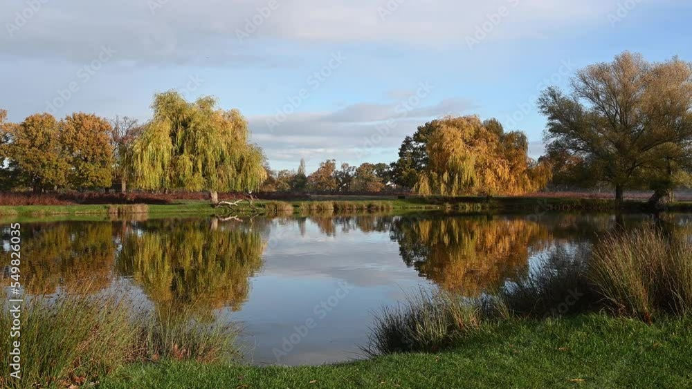 Heron pond near carpark in Bushy Park Surrey UK Heron pond near carpark in Bushy Park Surrey UK