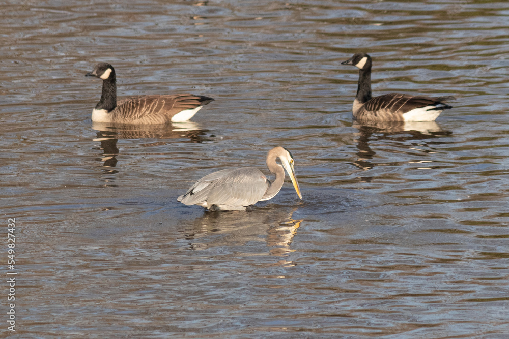 This beautiful great blue heron is fishing amongst all these Canadian geese almost as if he believes he is part of the flock. He stands out so much from his size, his grey, and light hints of blue. This beautiful great blue heron is fishing amongst all these Canadian geese almost as if he believes he is part of the flock. He stands out so much from his size, his grey, and light hints of blue.