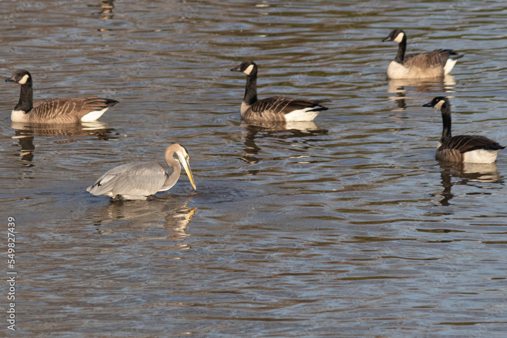 This beautiful great blue heron is fishing amongst all these Canadian geese almost as if he believes he is part of the flock. He stands out so much from his size, his grey, and light hints of blue. This beautiful great blue heron is fishing amongst all these Canadian geese almost as if he believes he is part of the flock. He stands out so much from his size, his grey, and light hints of blue.