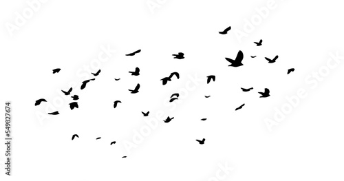 Flying birds silhouettes on white background. Vector illustration. isolated bird flying. tattoo design. © Мария Неноглядова