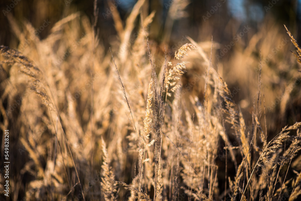 Fototapeta premium Dried grass pampas in autumn october fall golden light. Nice texture macro backdrop.