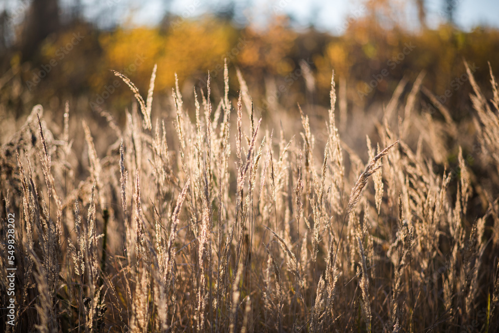 Dried grass pampas in autumn october fall golden light. Nice texture macro backdrop. Dried grass pampas in autumn october fall golden light. Nice texture macro backdrop.
