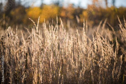Dried grass pampas in autumn october fall golden light. Nice texture macro backdrop.