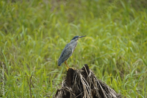 The striated heron (Butorides striata) also known as mangrove heron, little heron or green-backed heron. Ardeidae family. © guentermanaus