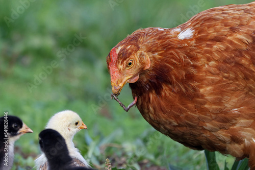 Mother hen feeding newborn chicks with a worm captured in the grass. Family of hen and chickens roaming free in an organic farm. Chickens on a pasture in a rural village. Free range chickens.