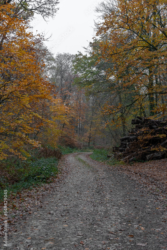 Obraz premium Alençon, France - 11 26 2022: Panoramic view of the Ecouves forest