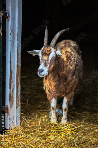 Farm goat at the barn