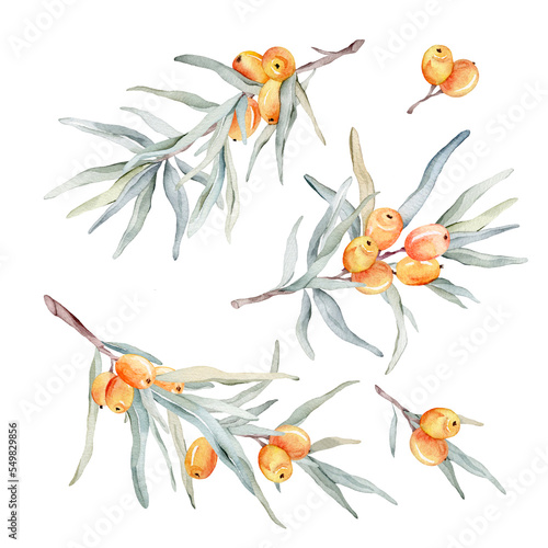 Watercolor illustration set of beautiful orange sea buckthorn for healthy life and design background. Hand painted isolated on a white background photo