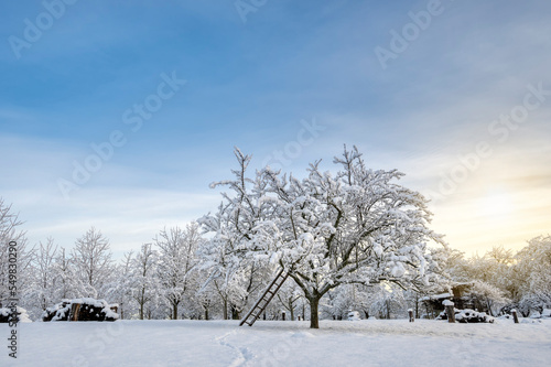 Ladder under tree in winter against blue sky