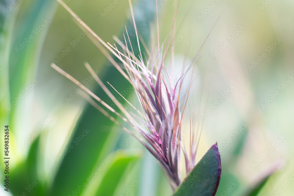 Wildflower with pink and purple tendrils. Close-up growing wild in S California meadow. Wildflower with pink and purple tendrils. Close-up growing wild in S California meadow.