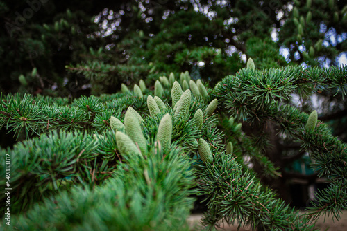 Fresh pine cones on the branch close up
