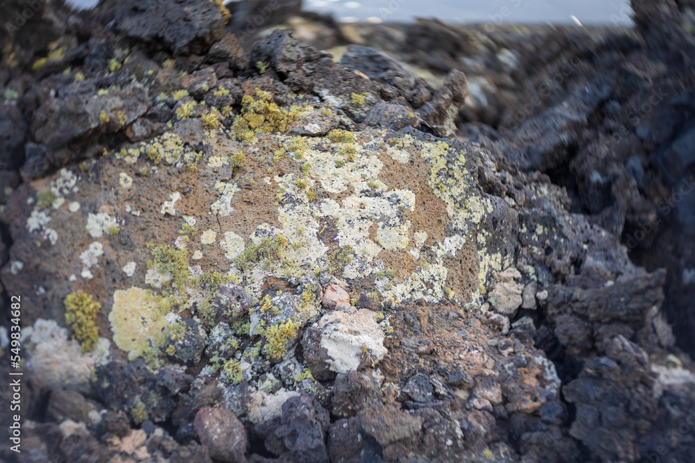 A typical lichen on a volcanic rock. Close-up. Lanzarote. Canary Islands. Spain. Art lens. Swirl bokeh. Focus on the center. A typical lichen on a volcanic rock. Close-up. Lanzarote. Canary Islands. Spain. Art lens. Swirl bokeh. Focus on the center.