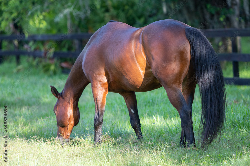 horse in the meadow