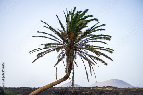 Lonely palm tree  close-up. Lanzarote. Canary Islands. Spain. Art lens. Swirl bokeh. Focus on the center.