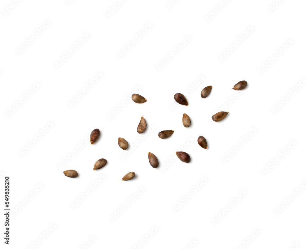 Apple Seed Isolated, Apples Seeds Group on White Background Apple Seed Isolated, Apples Seeds Group on White Background