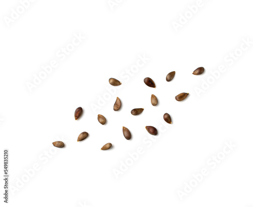 Apple Seed Isolated, Apples Seeds Group on White Background