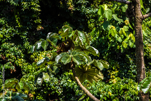 Embauba tree on Atlantic Rainforest in Brazil photo