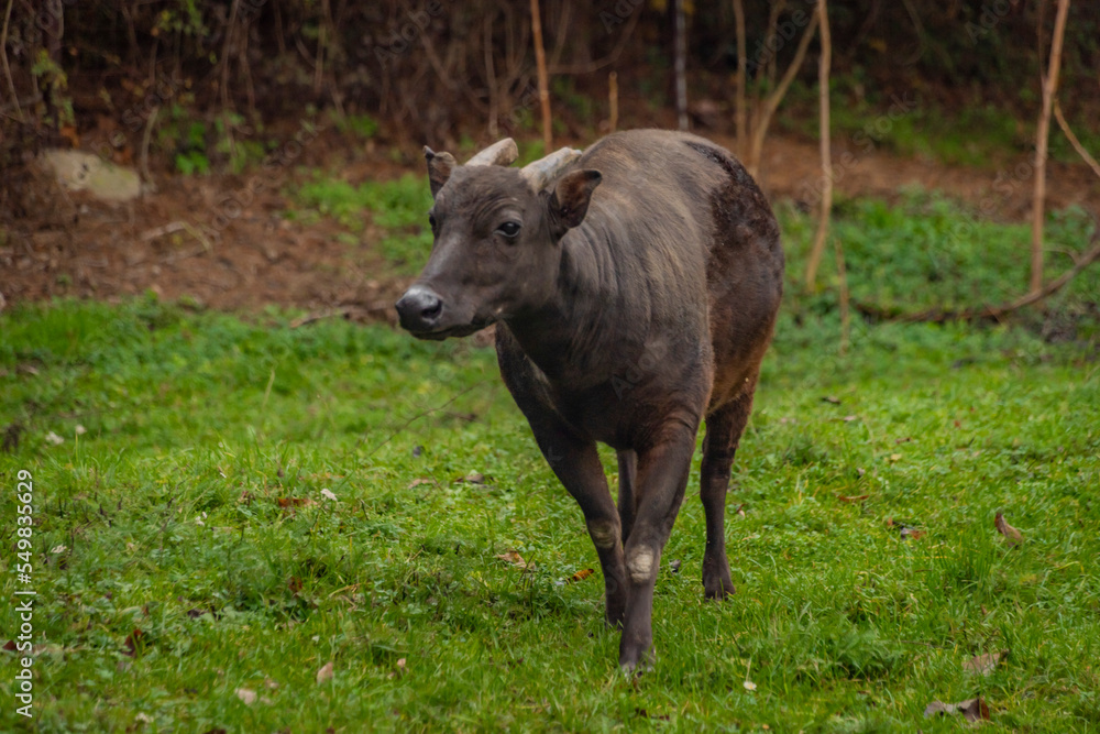Ox animal on green grass in autumn wet day Ox animal on green grass in autumn wet day