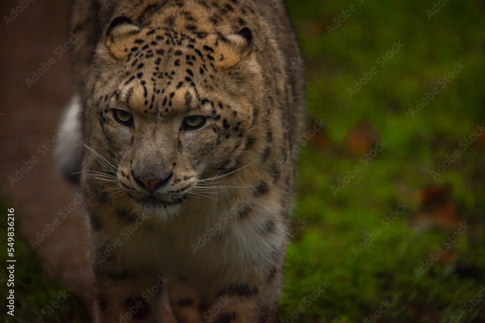 Irbis animal with hairy body on green grass in autumn day Irbis animal with hairy body on green grass in autumn day