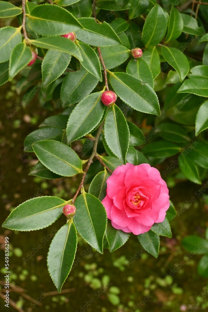 Sasanqua ( Camellia sasanqua ) flowers.
Theaceae evergreen tree. Blooms from October to December. Sasanqua ( Camellia sasanqua ) flowers.
Theaceae evergreen tree. Blooms from October to December.