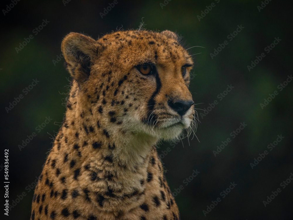 Cheetah animal in color autumn cloudy dark day Cheetah animal in color autumn cloudy dark day