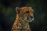 Cheetah animal in color autumn cloudy dark day