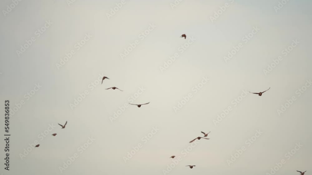 A flock of fieldfares (Turdus pilaris) flying towards you - slow motion A flock of fieldfares (Turdus pilaris) flying towards you - slow motion