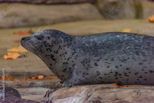 Seal water animal near dirty pond in autumn dark day