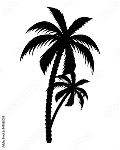 trees palms silhouettes