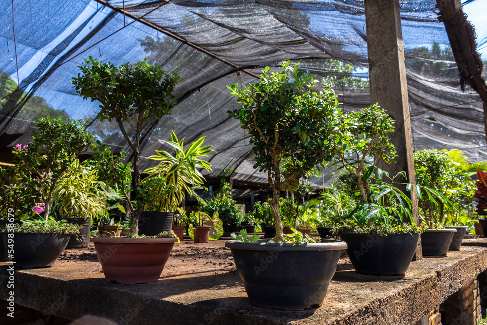 Nursery of ornamental plants for decoration in Brazil