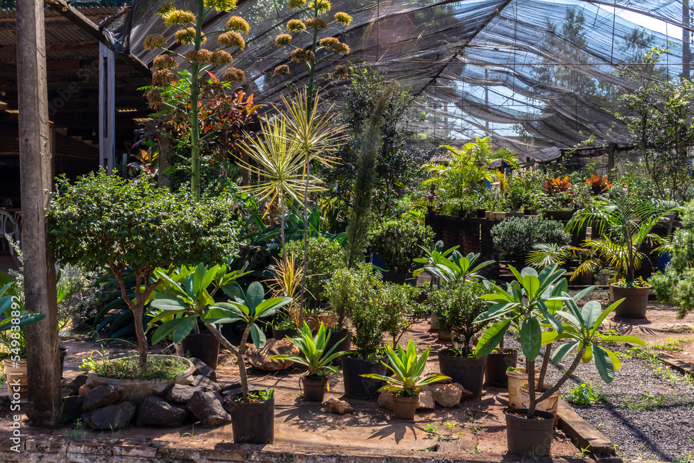 Nursery of ornamental plants for decoration in Brazil