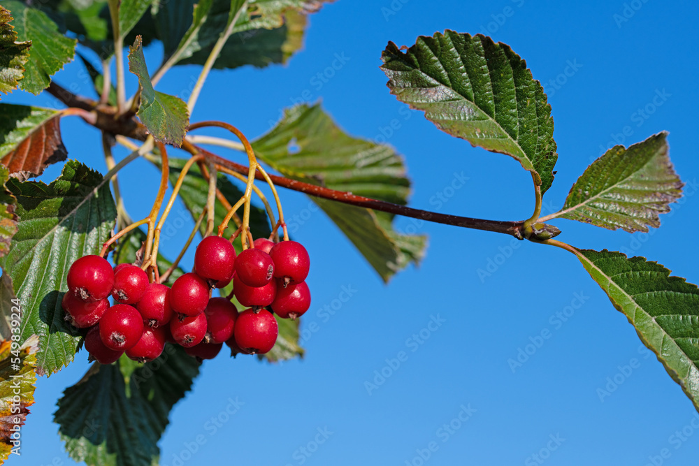 Früchte vom Mehlbeerbaum in einer Nahaufnahme Früchte vom Mehlbeerbaum in einer Nahaufnahme