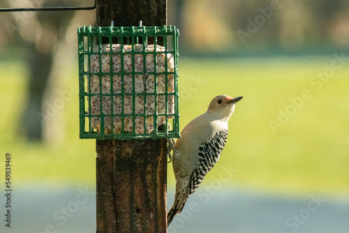 This cute little red-bellied woodpecker came to my deck the other day to eat some suet from the cage pinned on the wooden pole. I love the striped wings and the red head.