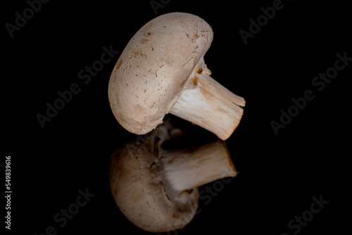 One organic fresh appetizing champignon mushroom, close-up, on a black background.