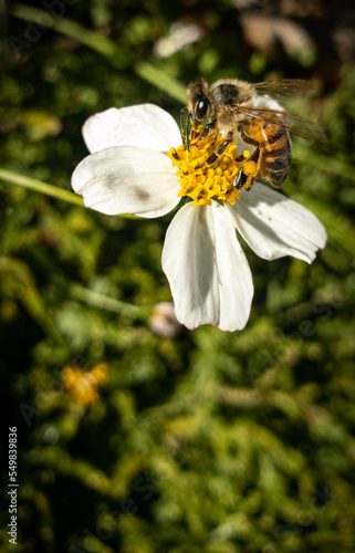 Bee in wildflower